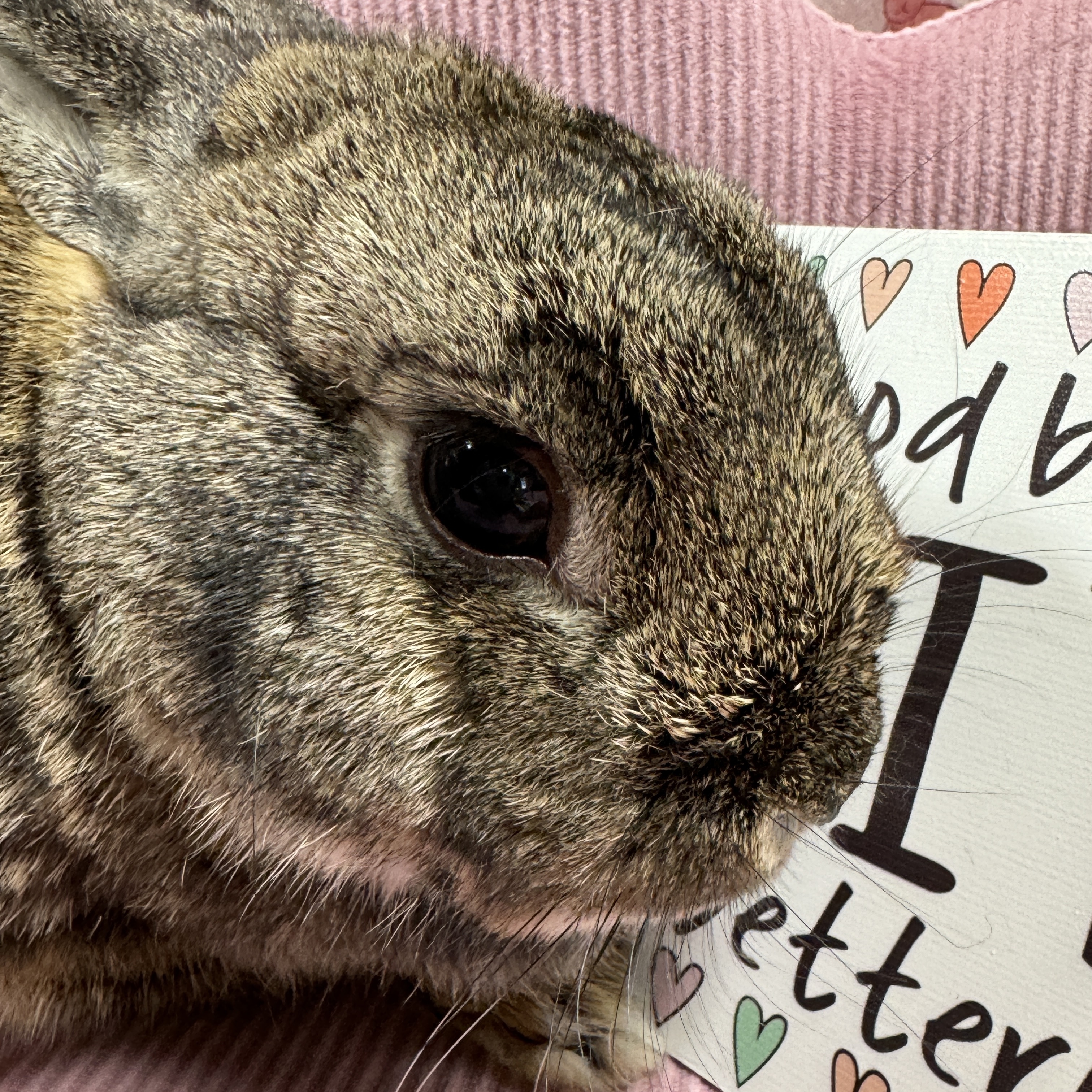 Jelly Bean, a Adoptable Netherland Dwarf in SAUCIER, MS image 5/6