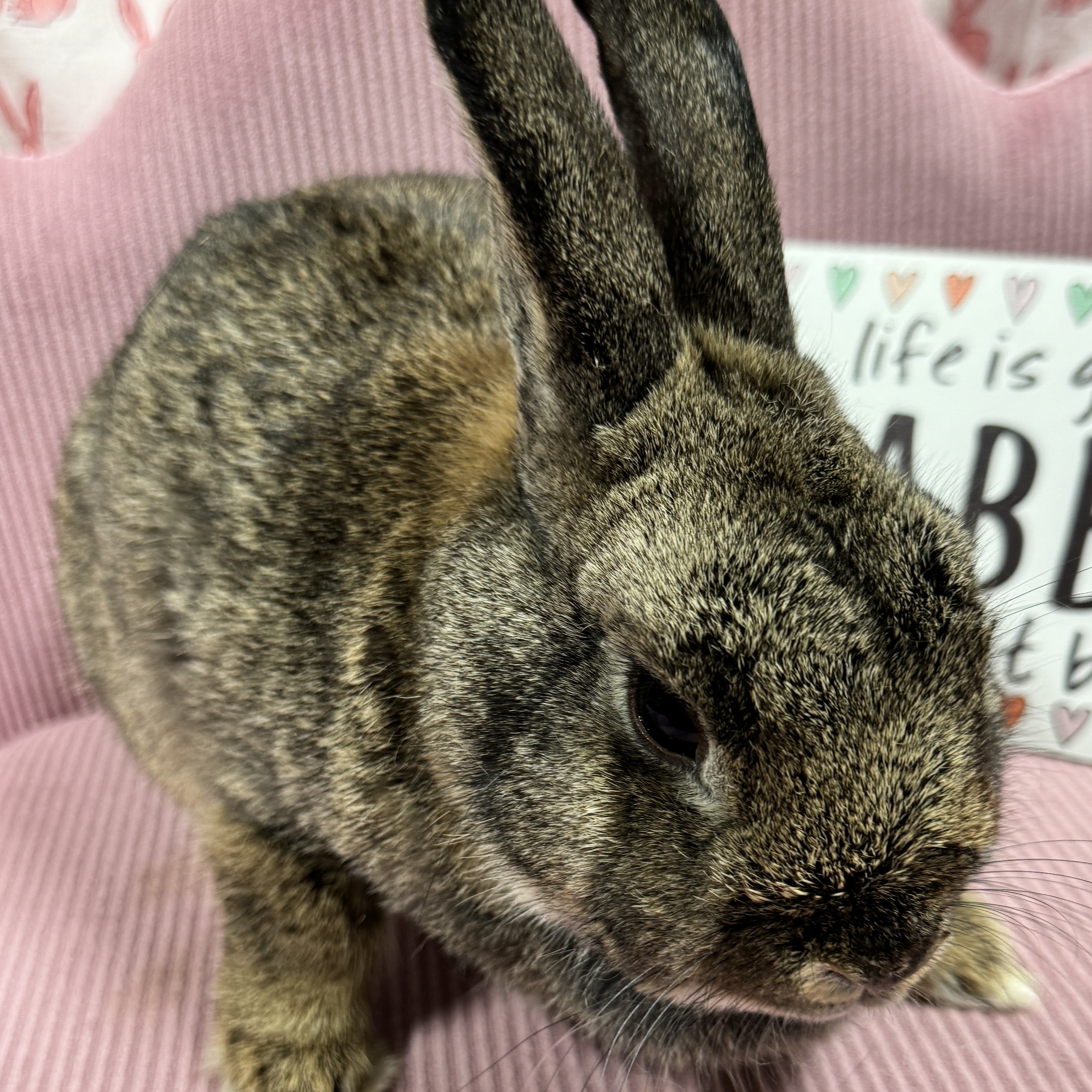 Jelly Bean, a Adoptable Netherland Dwarf in SAUCIER, MS image 6/6