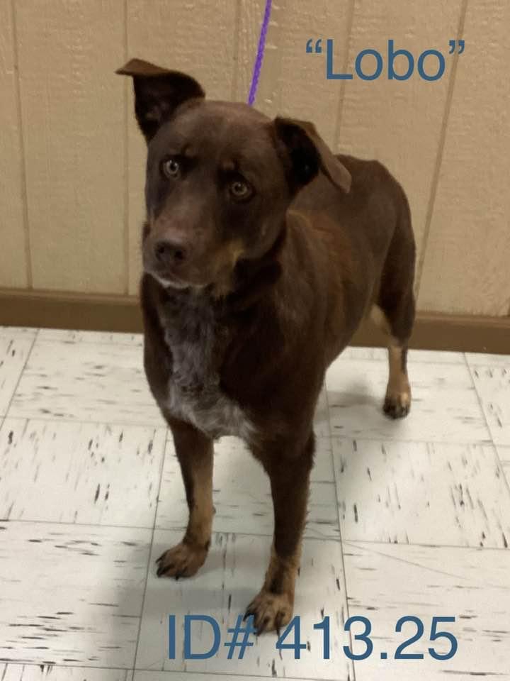 #413.25  "Lobo", Adult Male Shepherd