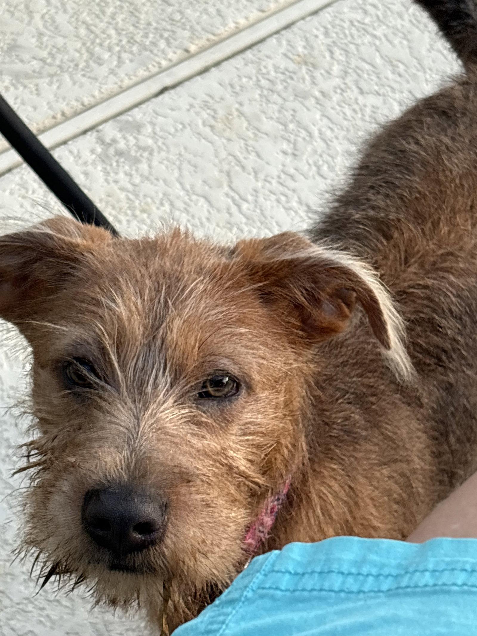 HARPER, Adoptable, Young Female Terrier.