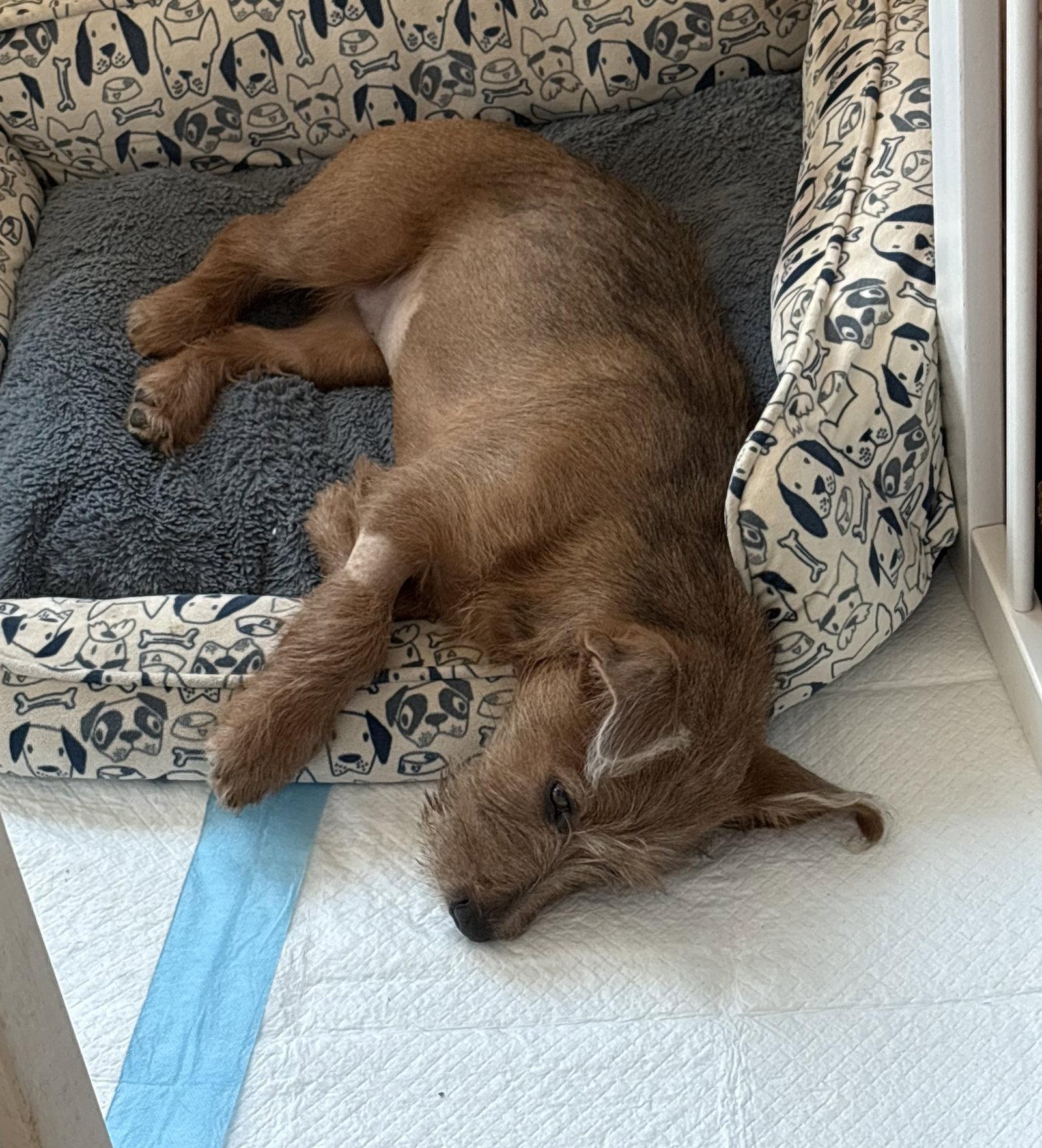 HARPER, a Adoptable Terrier in Katy, TX image 2/3