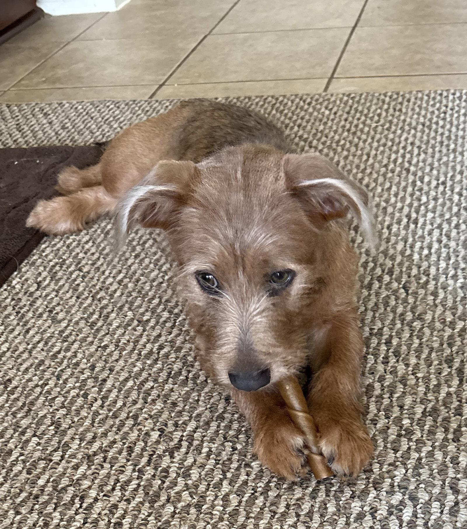 HARPER, a Adoptable Terrier in Katy, TX image 3/3