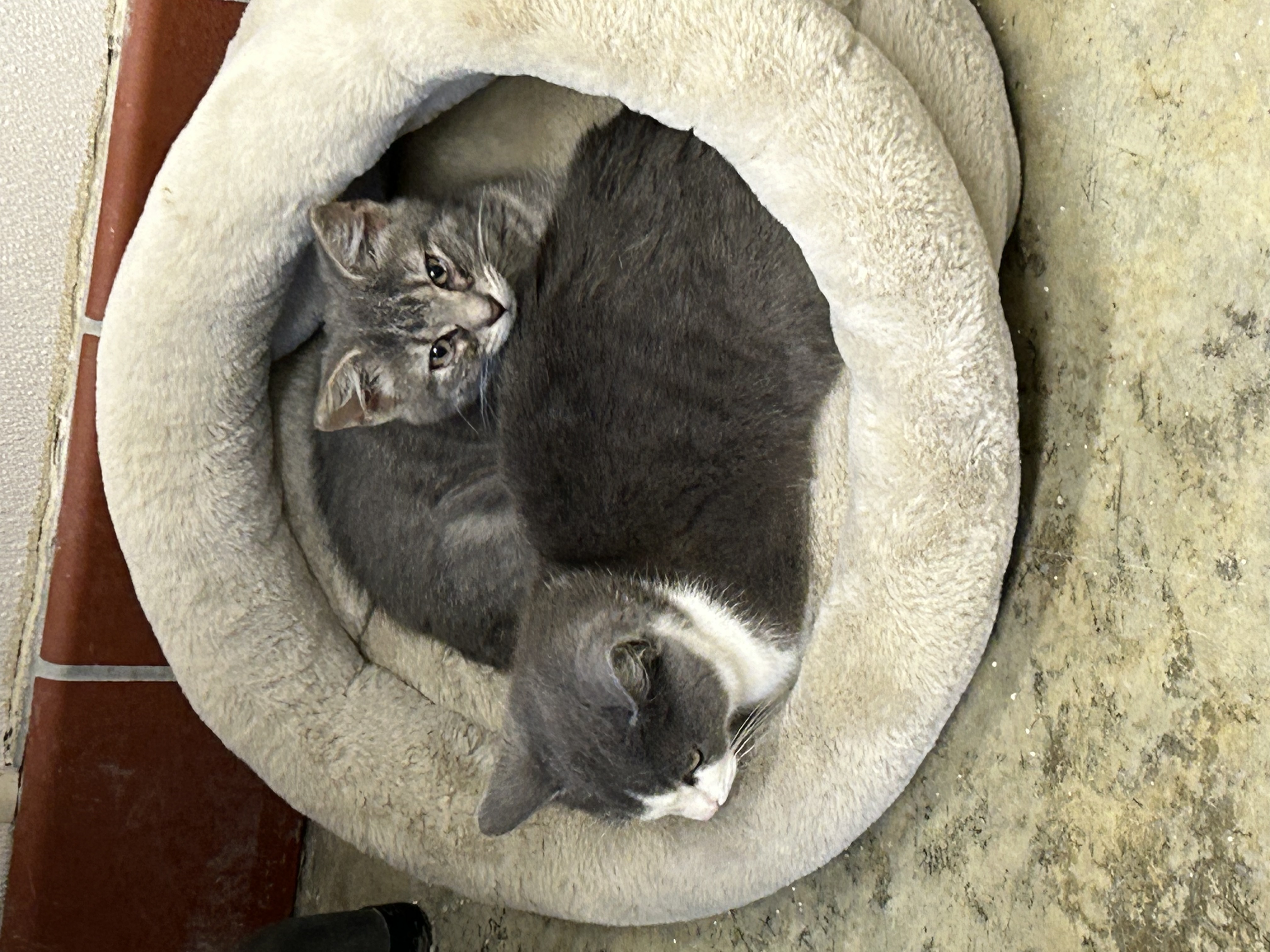 Misty, an adopted Domestic Short Hair in Charles City, VA_image-1
