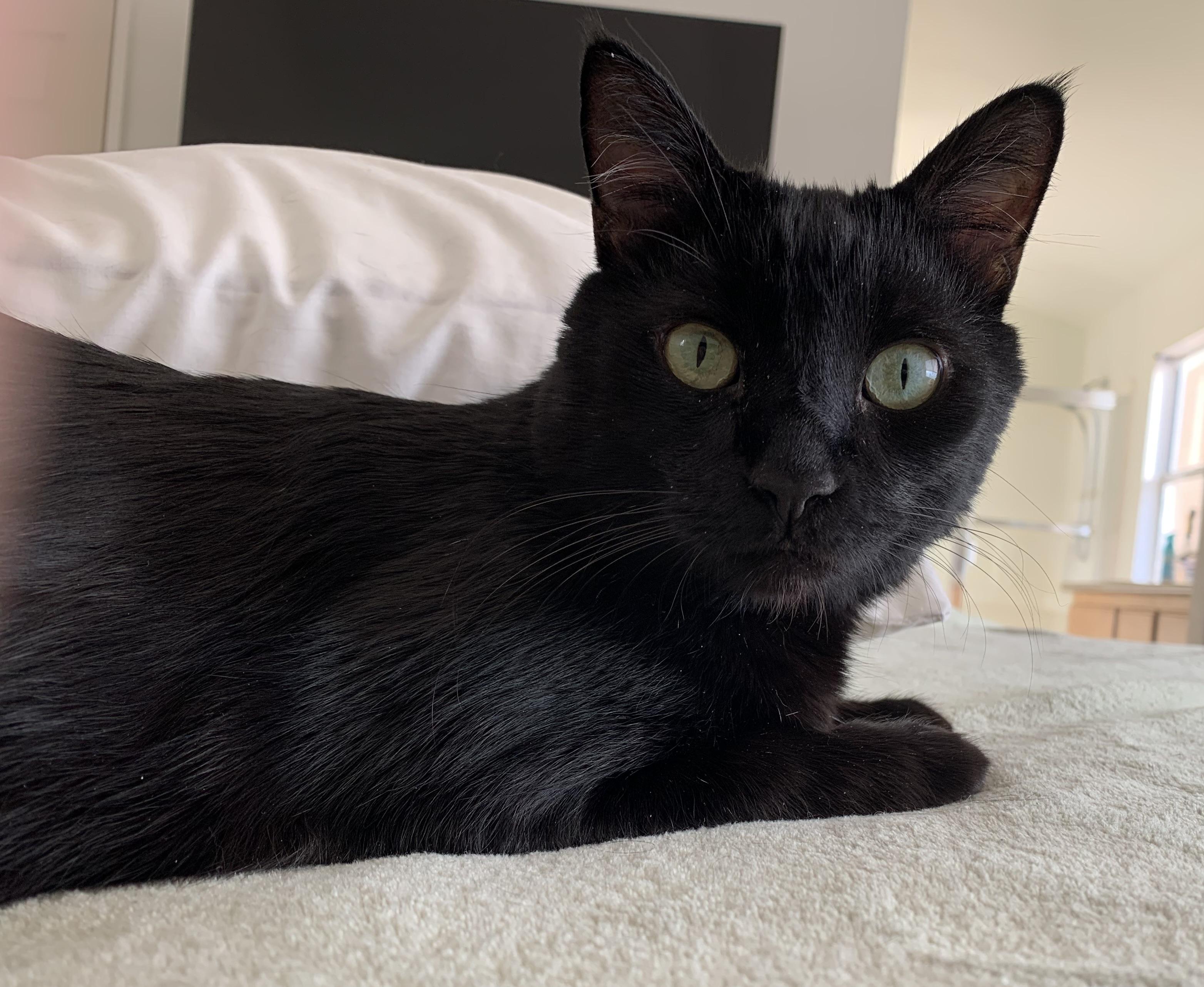 Blackie 2