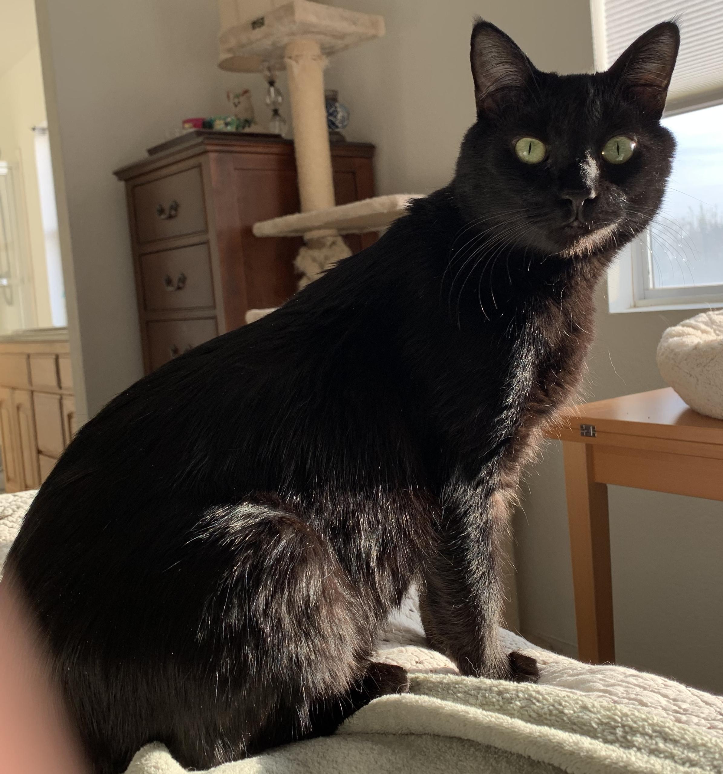Blackie 4