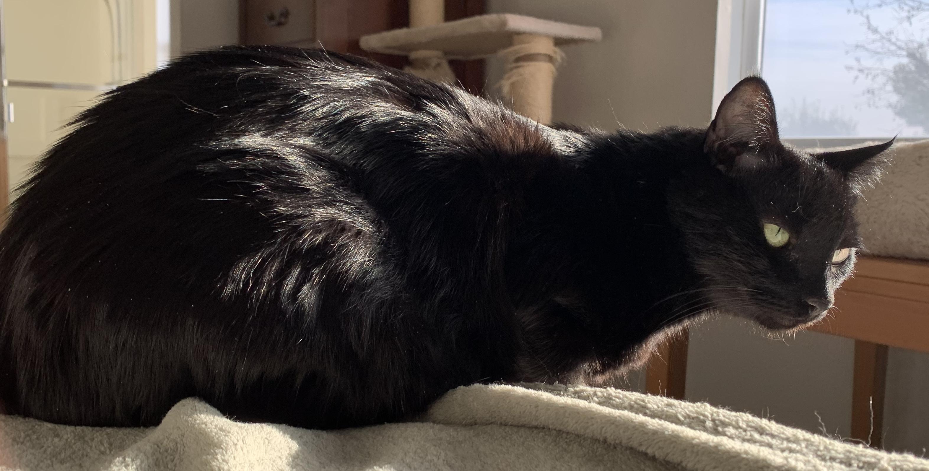 Blackie 5
