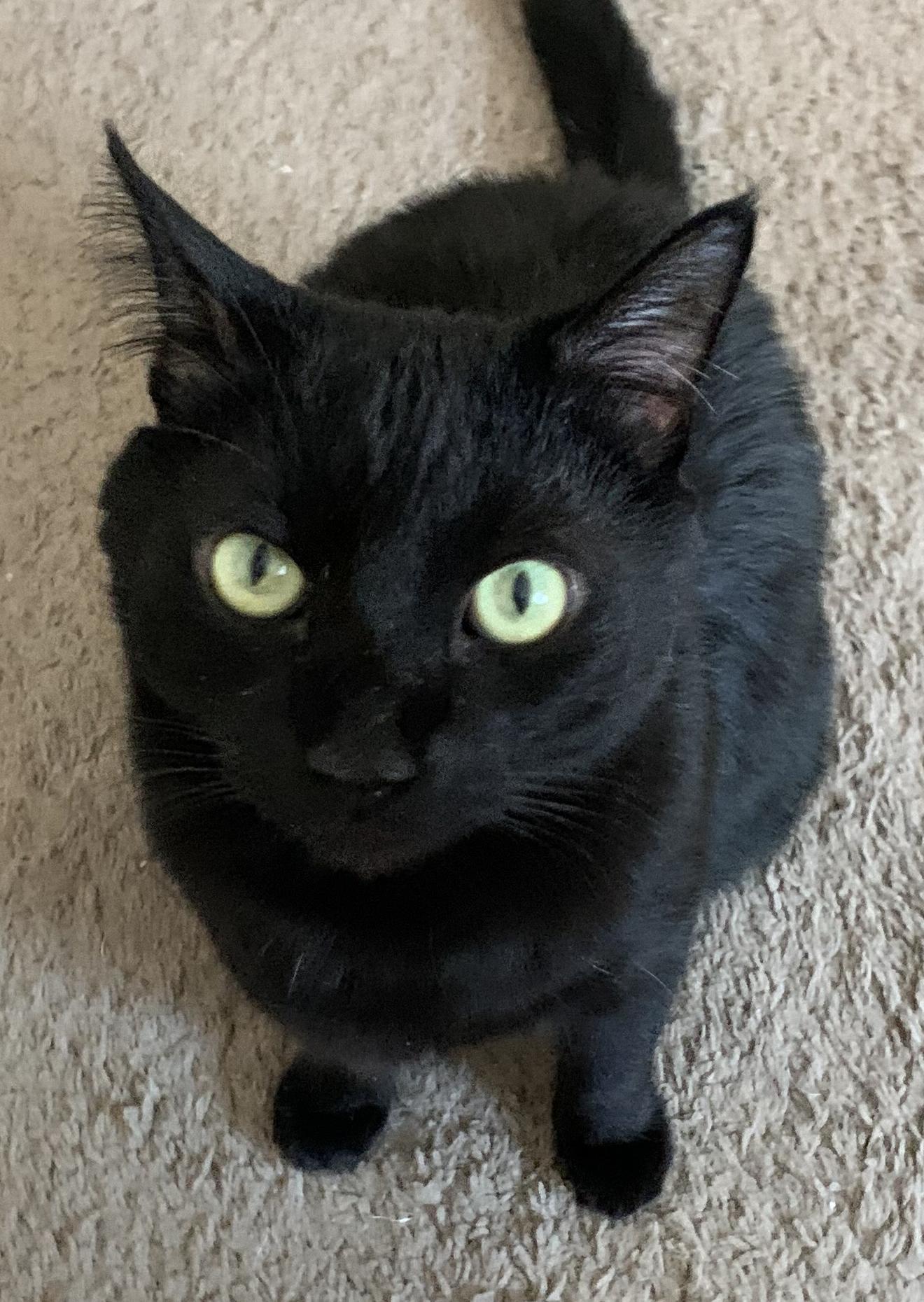 Blackie