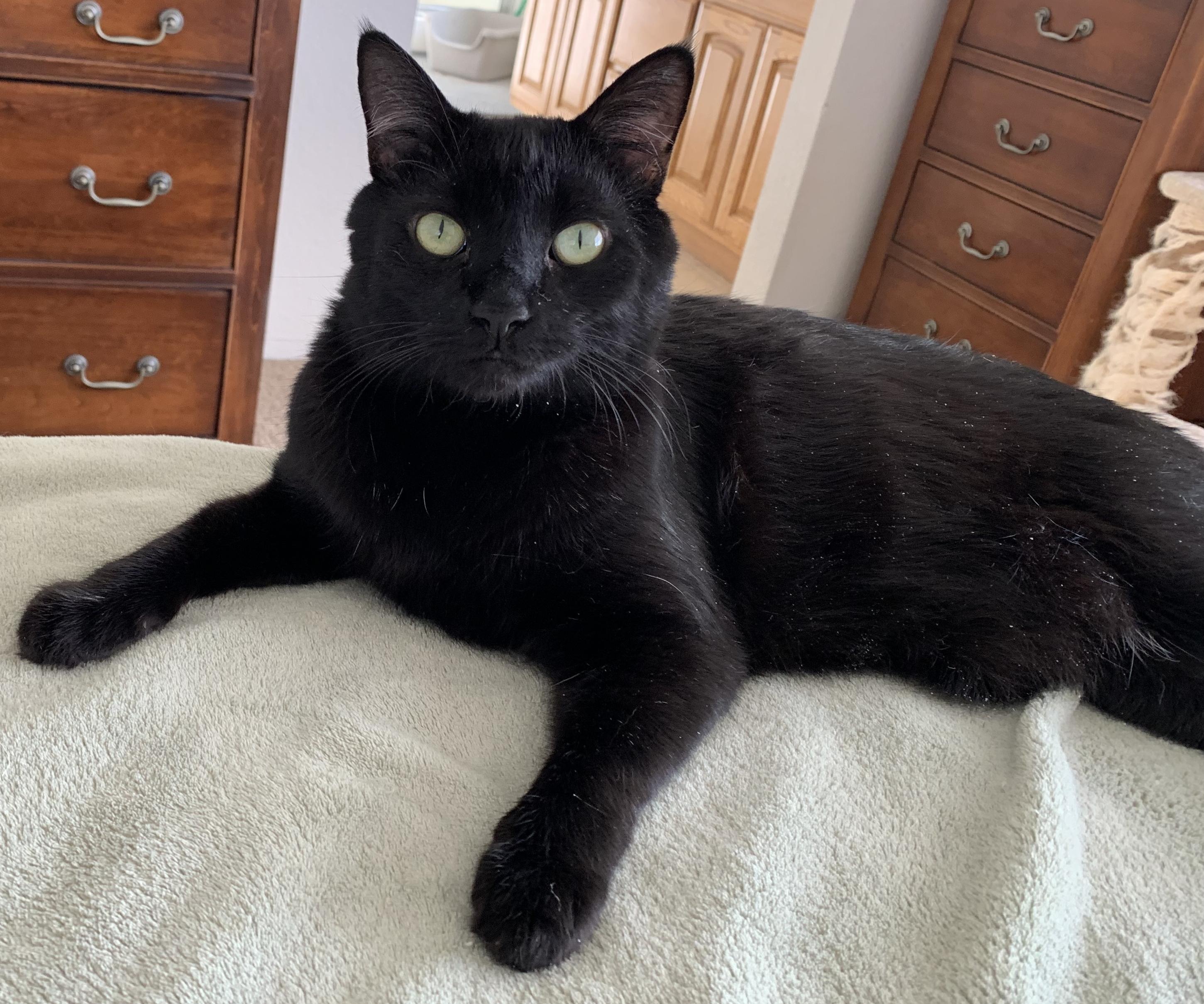 Blackie 3