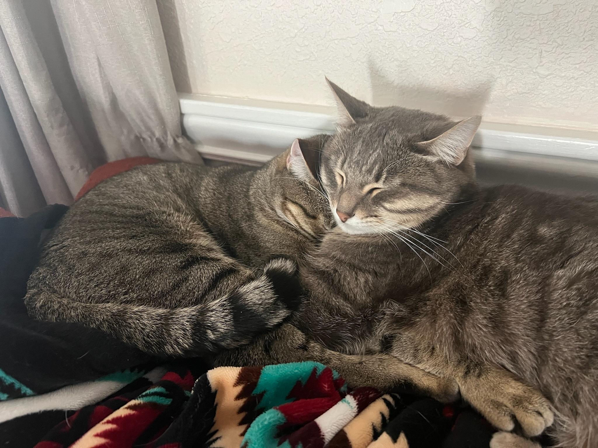 Enlarge Nismo & Chai, a ADOPTABLE Tabby in San Carlos, CA image 2/5