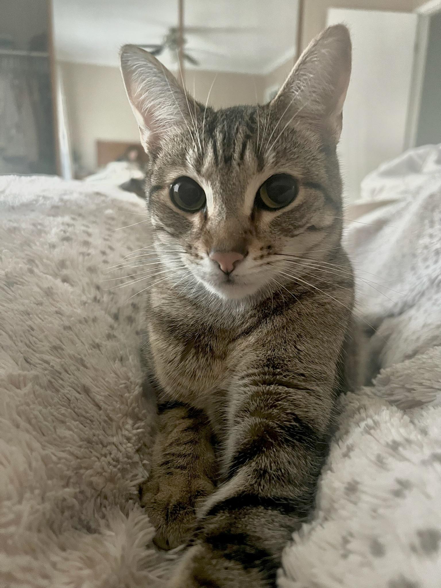 Enlarge Nismo & Chai, a ADOPTABLE Tabby in San Carlos, CA image 4/5