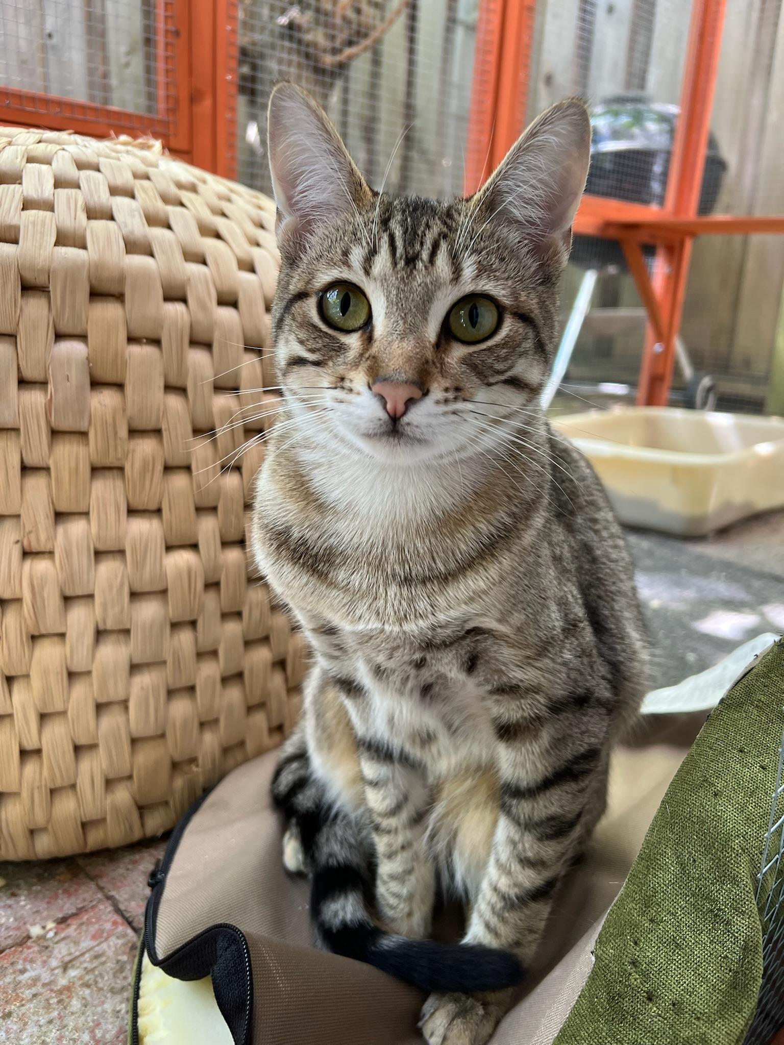 Enlarge Nismo & Chai, a ADOPTABLE Tabby in San Carlos, CA image 3/5