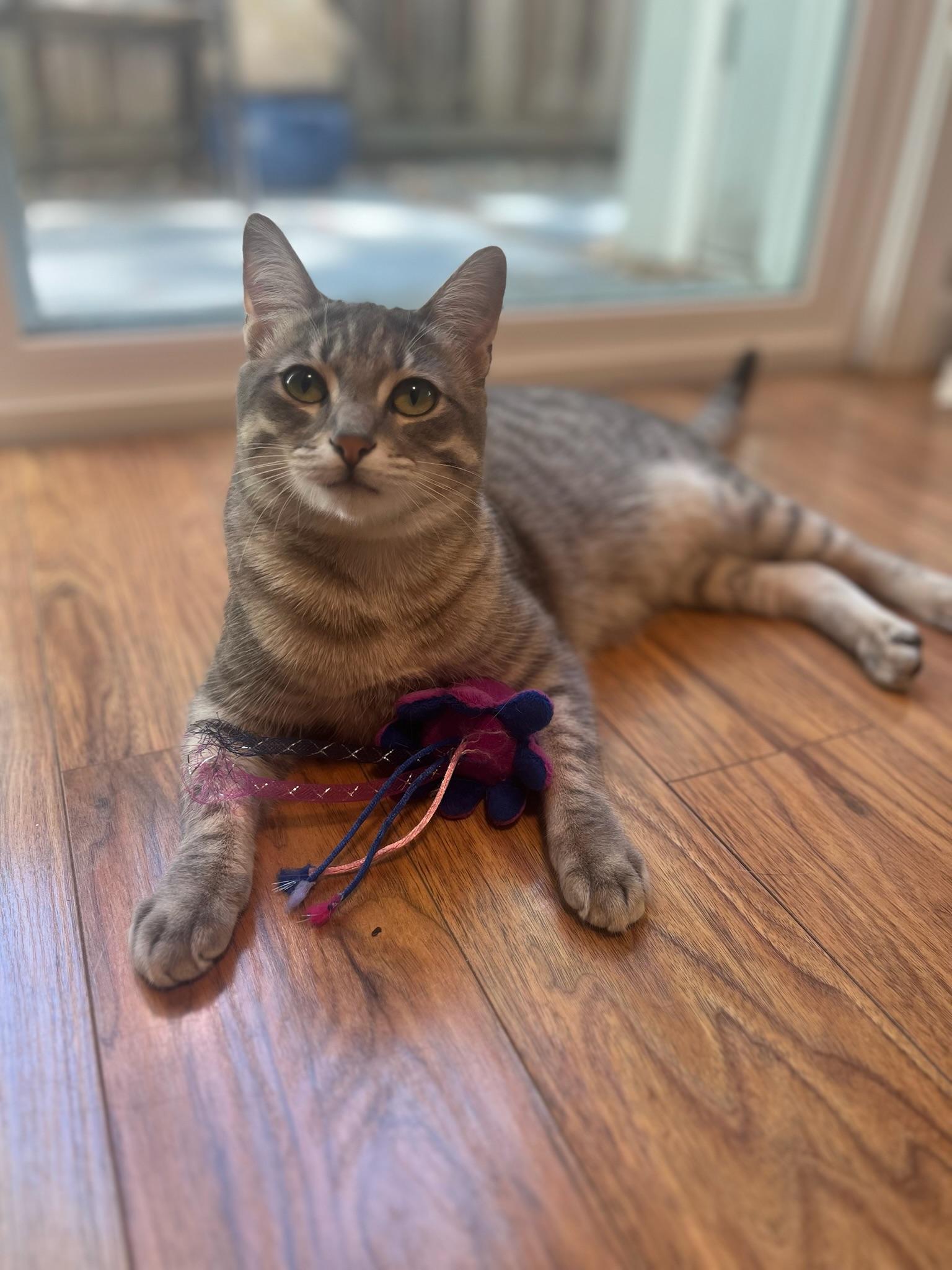 Enlarge Nismo & Chai, a ADOPTABLE Tabby in San Carlos, CA image 5/5