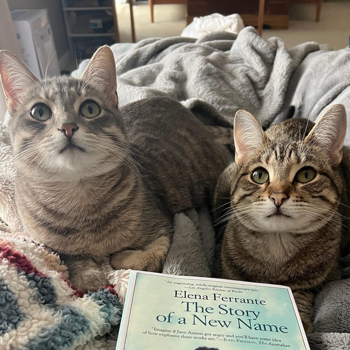 Nismo & Chai, ADOPTABLE, Young Female Tabby.