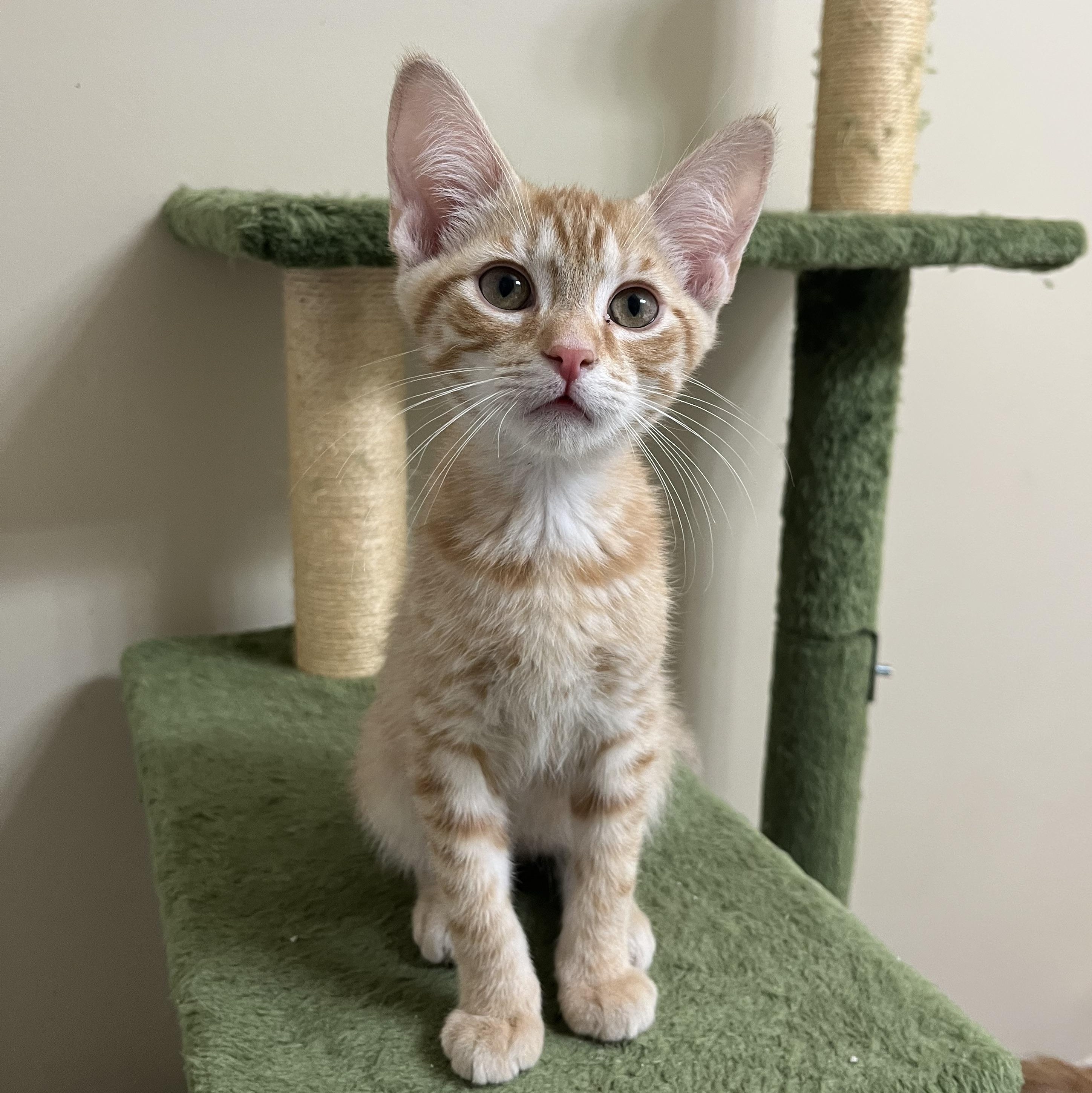 Woody Boyd, Adoptable, Young Male Domestic Short Hair.