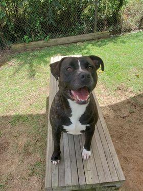 Petunia, Adoptable, Adult Female Labrador Retriever.