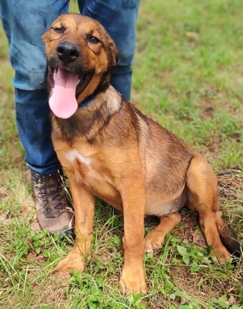 Desiree, an adoptable German Shepherd Dog, Beauceron in Boerne, TX, 78006 | Photo Image 6