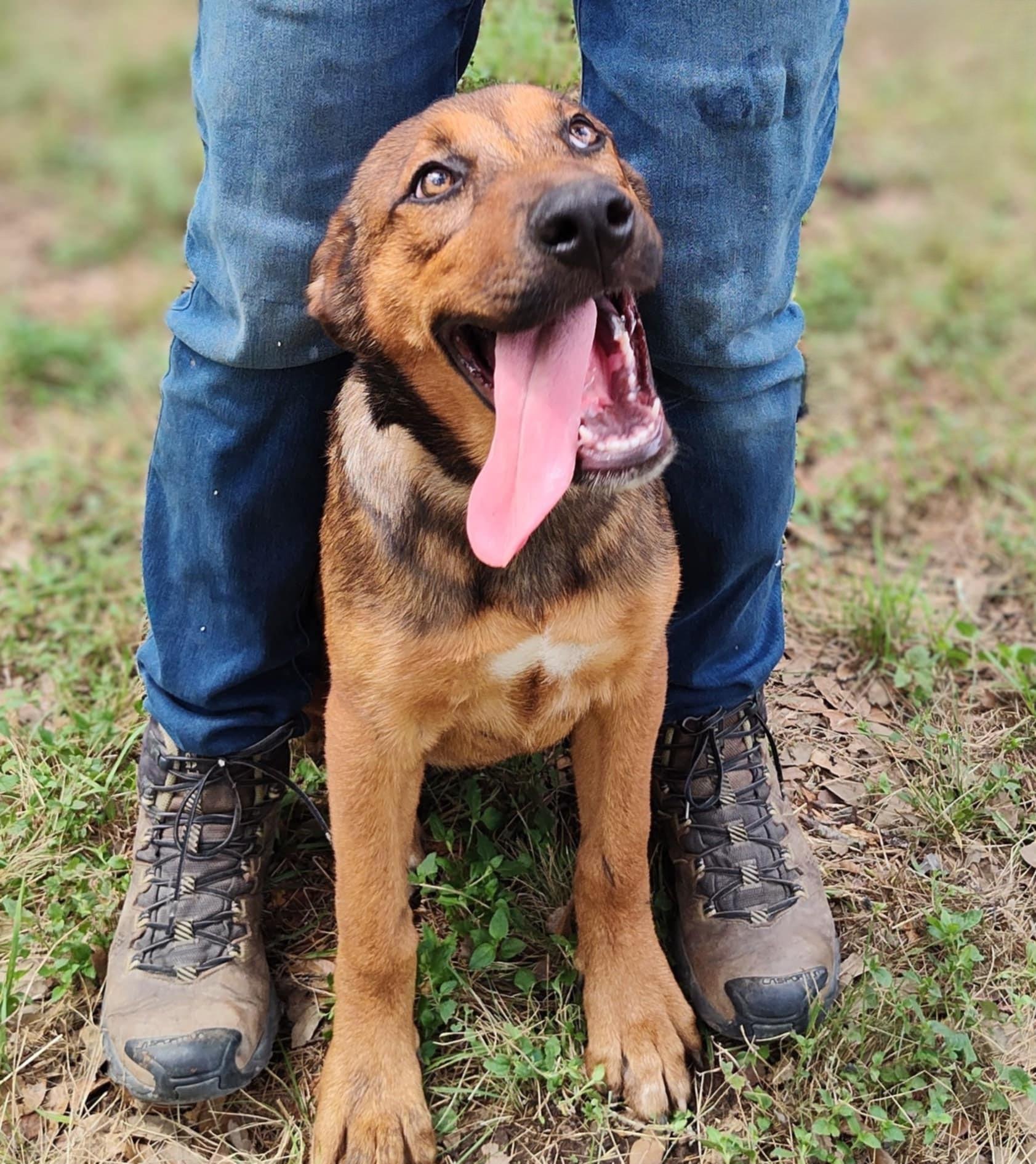 Desiree, an adoptable German Shepherd Dog, Beauceron in Boerne, TX, 78006 | Photo Image 3