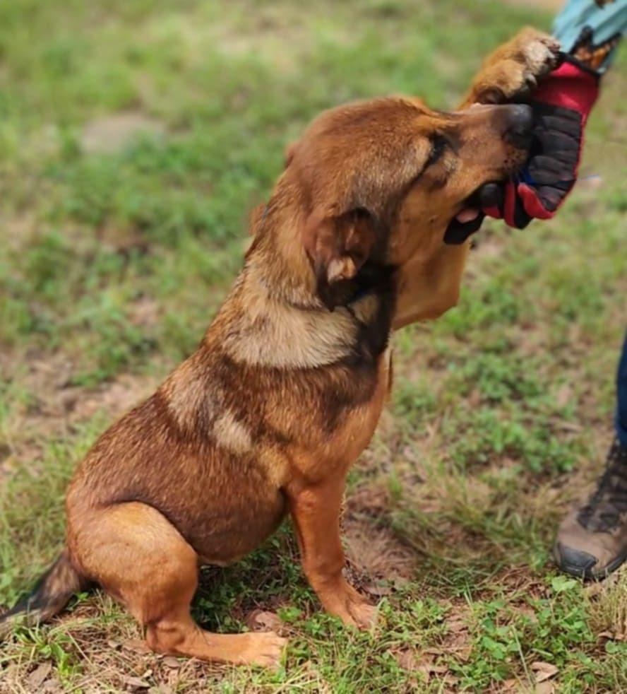 Desiree, an adoptable German Shepherd Dog, Beauceron in Boerne, TX, 78006 | Photo Image 2