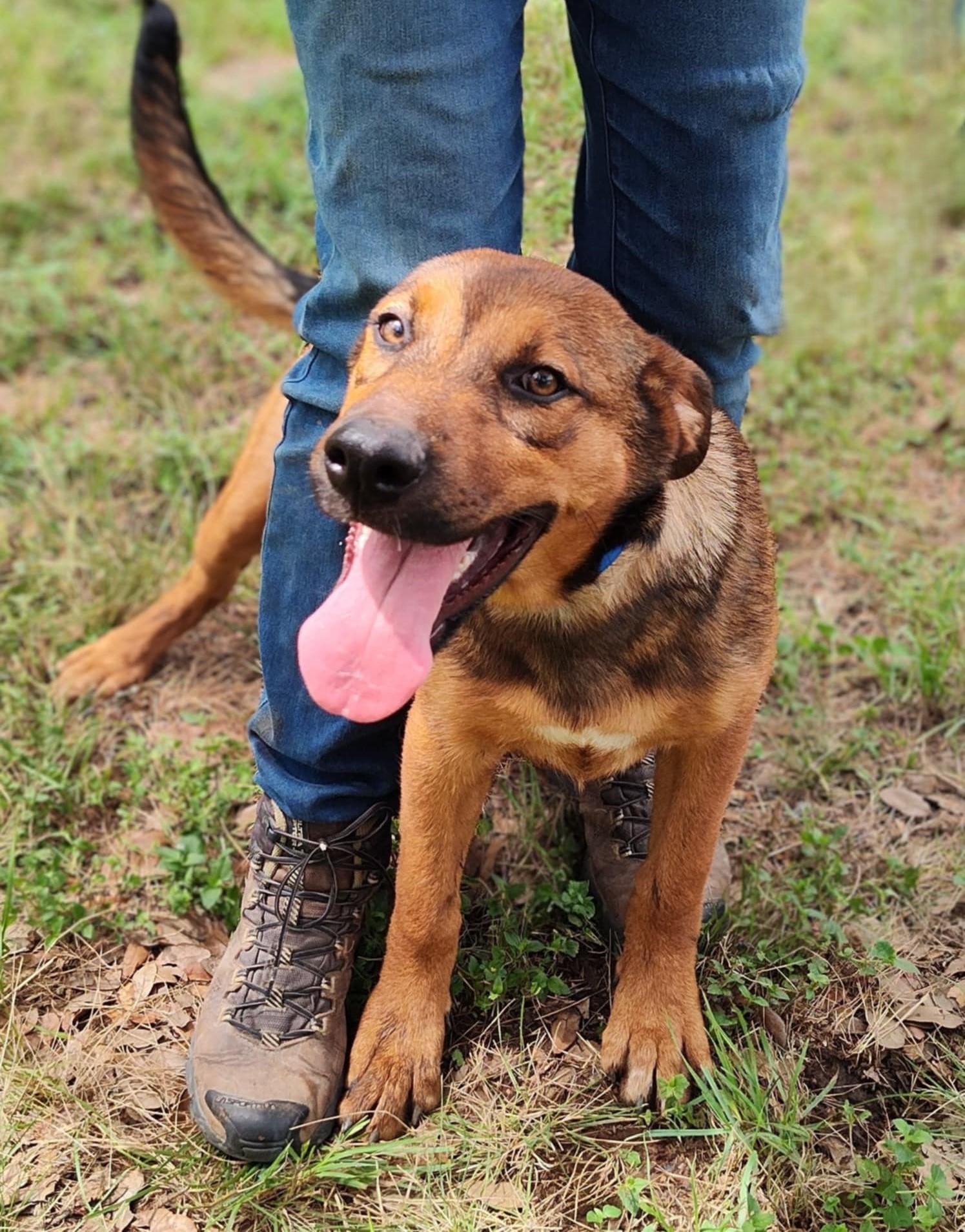 Desiree, an adoptable German Shepherd Dog, Beauceron in Boerne, TX, 78006 | Photo Image 5