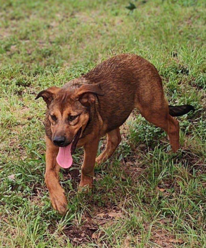 Desiree, an adoptable German Shepherd Dog, Beauceron in Boerne, TX, 78006 | Photo Image 4