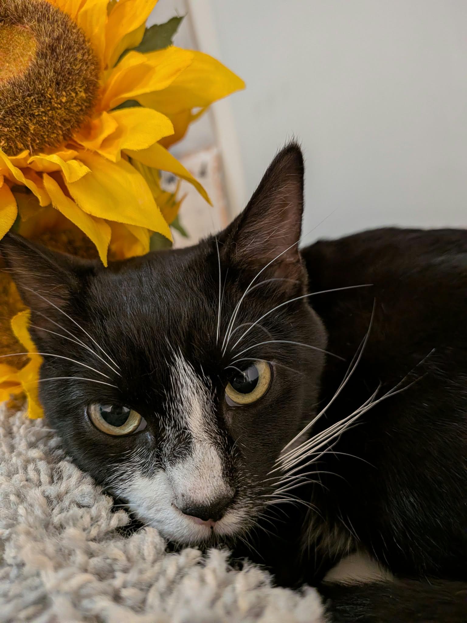 Enlarge Violet and Iris, a Adoptable Tuxedo in Brantford, ON image 4/4