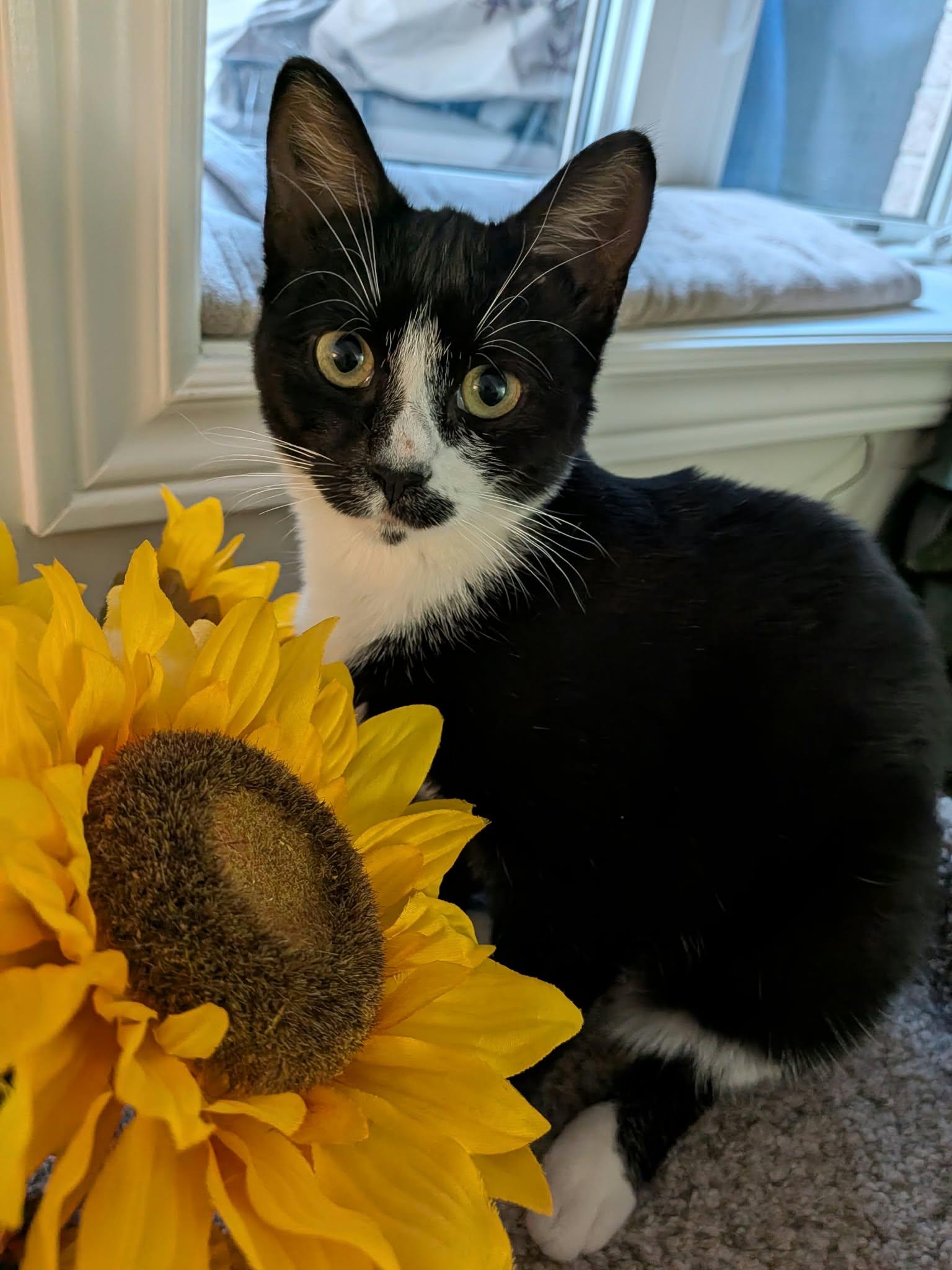 Enlarge Violet and Iris, a Adoptable Tuxedo in Brantford, ON image 2/4