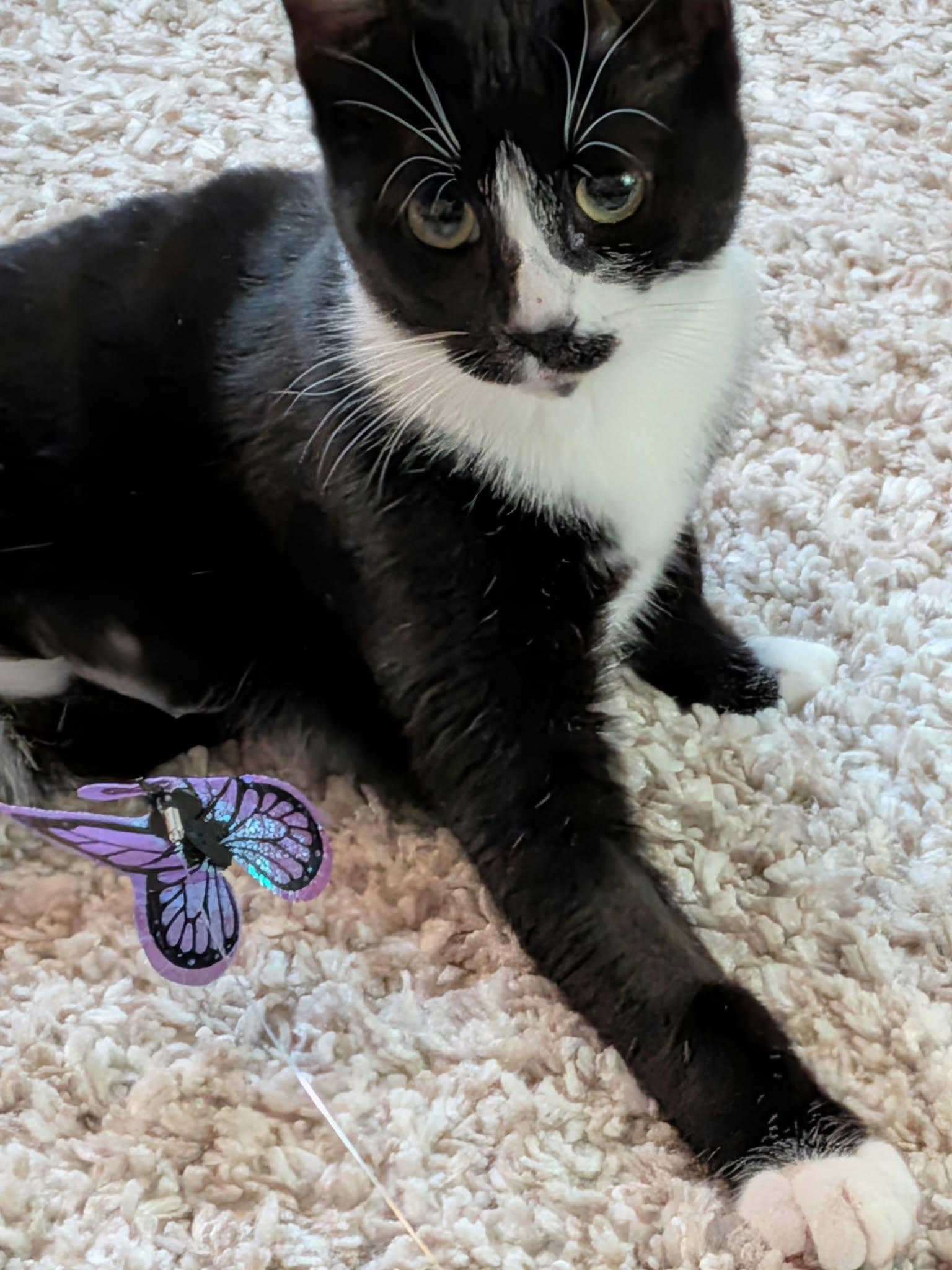Enlarge Violet and Iris, a Adoptable Tuxedo in Brantford, ON image 1/4