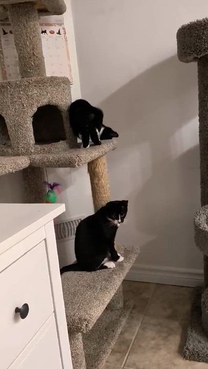 Enlarge Violet and Iris, a Adoptable Tuxedo in Brantford, ON video 3/4