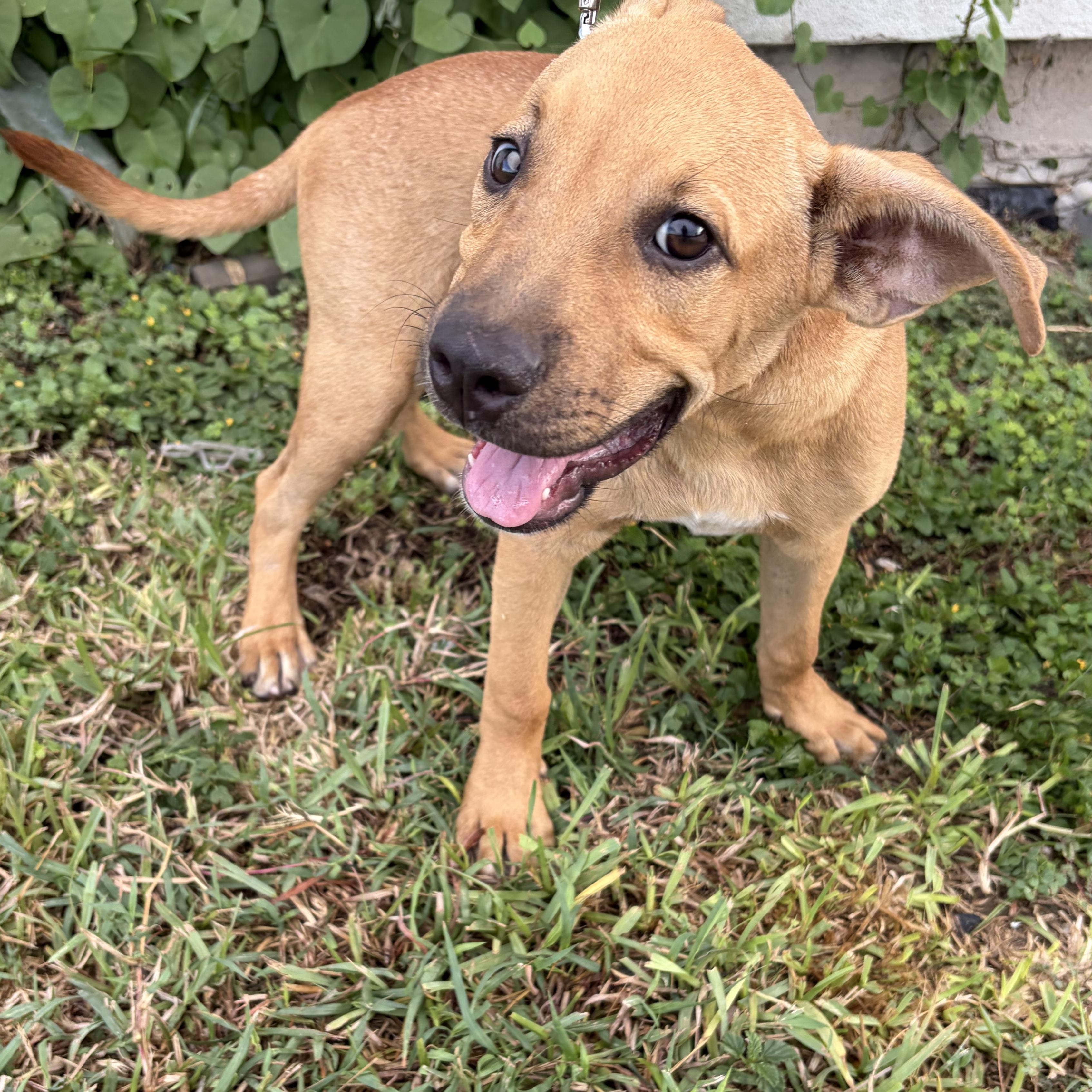 Enlarge Cappuccino, a Adoptable Black Mouth Cur in Pittsburgh, PA image 2/4