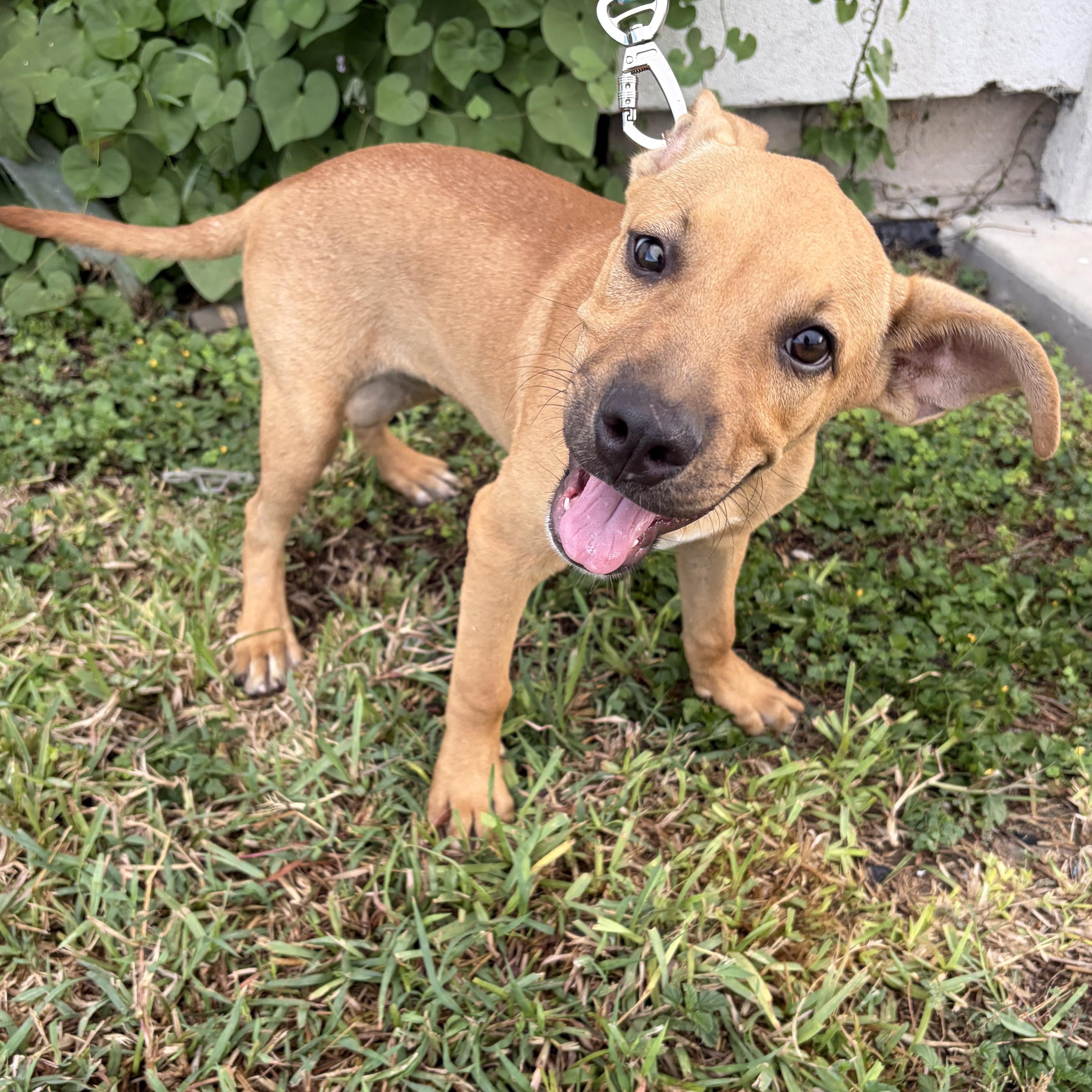 Enlarge Cappuccino, a Adoptable Black Mouth Cur in Pittsburgh, PA image 3/4
