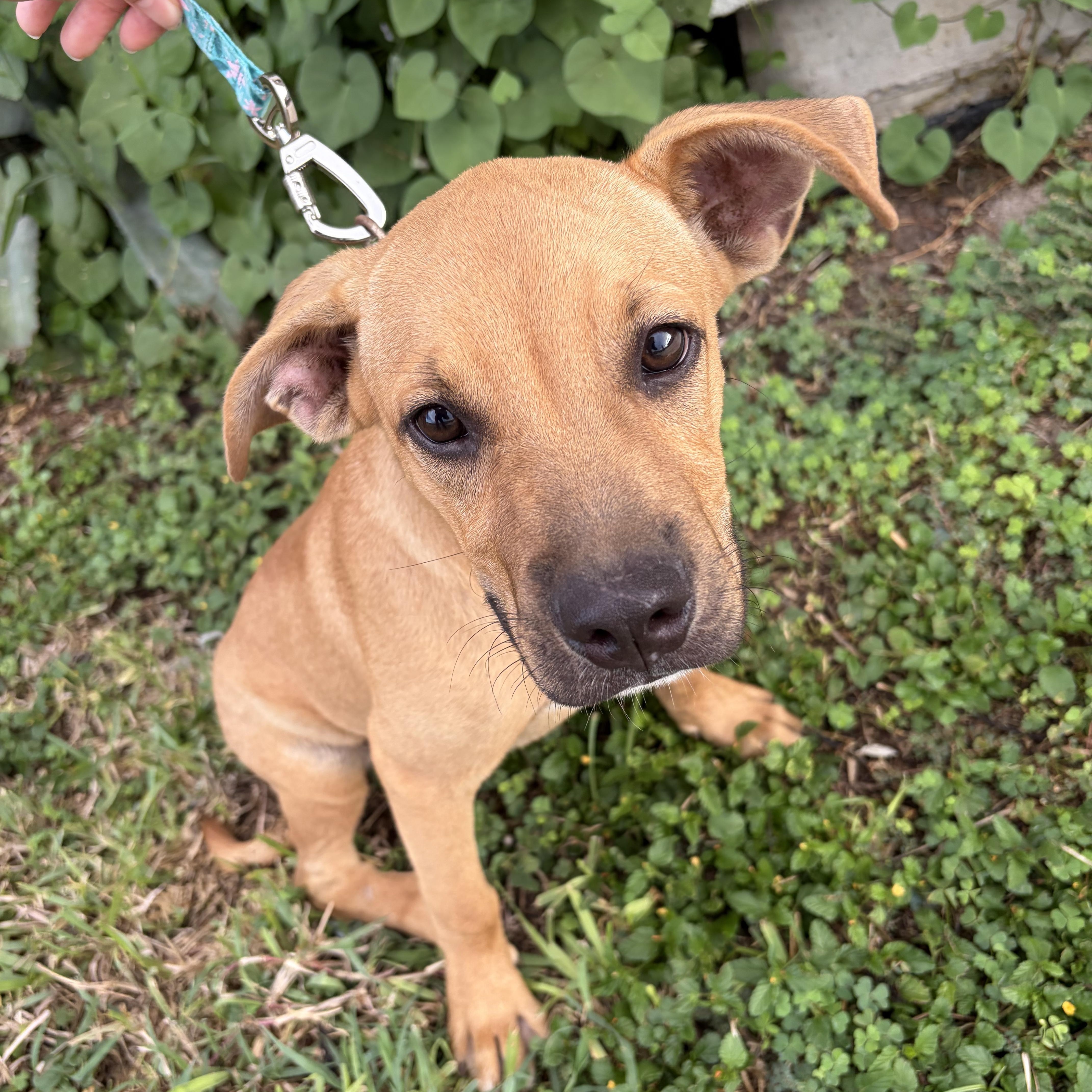 Enlarge Cappuccino, a Adoptable Black Mouth Cur in Pittsburgh, PA image 4/4