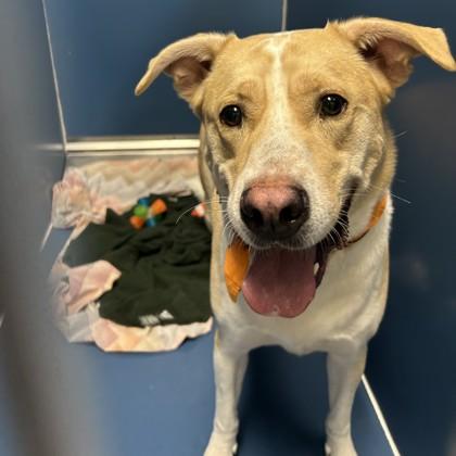 Rudy, Adoptable, Adult Male Siberian Husky & Mixed Breed.