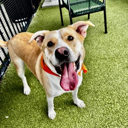 Enlarge Rudy, a Adoptable mixed breed in Merriam, KS image 2/2