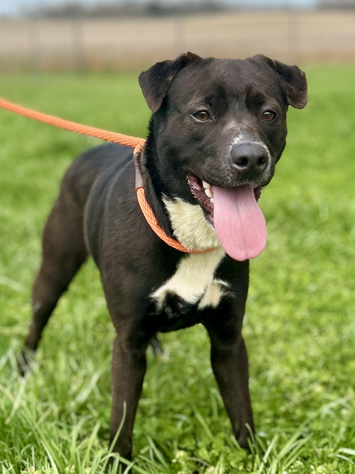 Enlarge Mocha, a ADOPTABLE Mixed Breed in Franklin, KY image 2/6