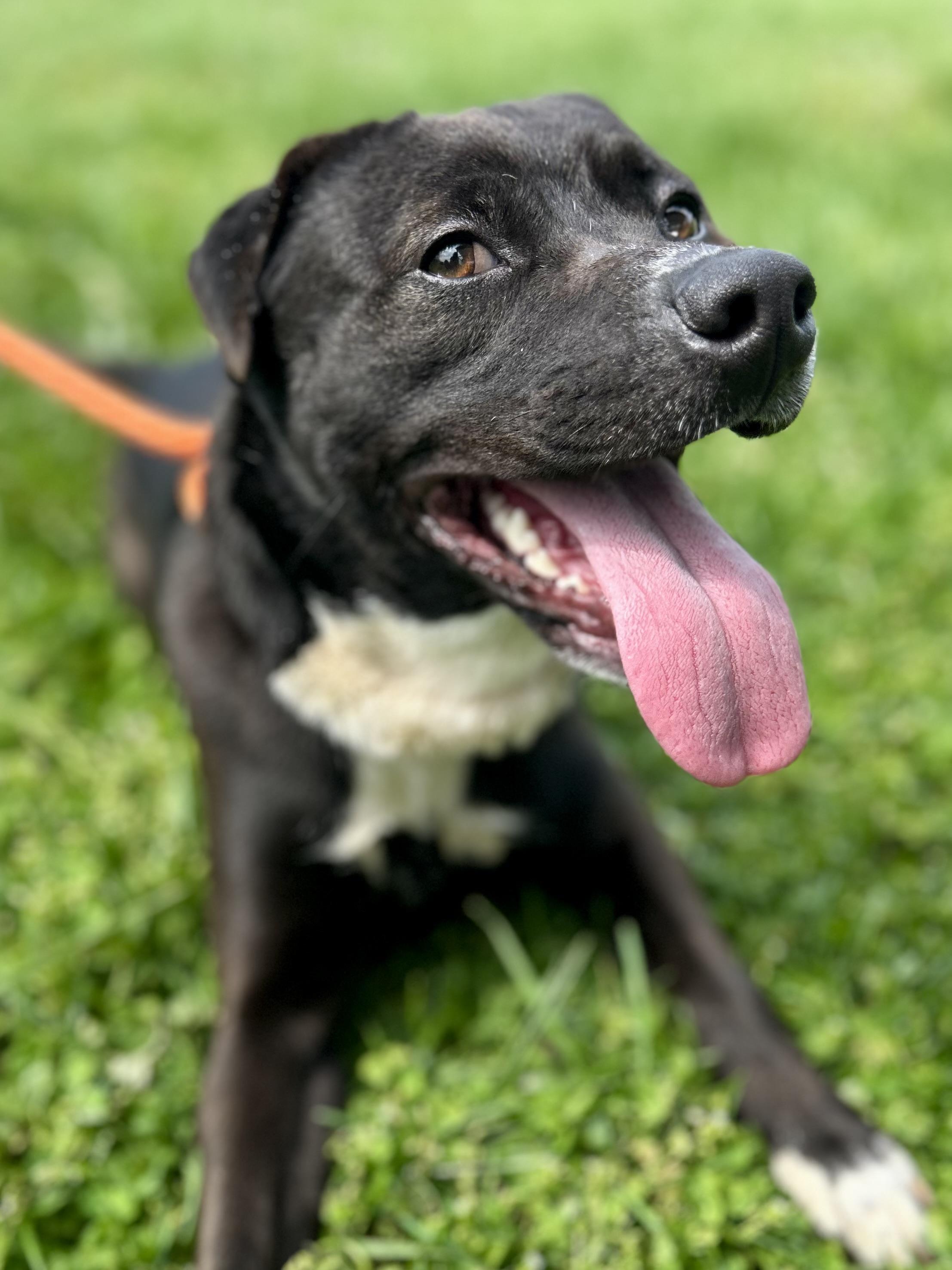 Enlarge Mocha, a ADOPTABLE Mixed Breed in Franklin, KY image 4/6