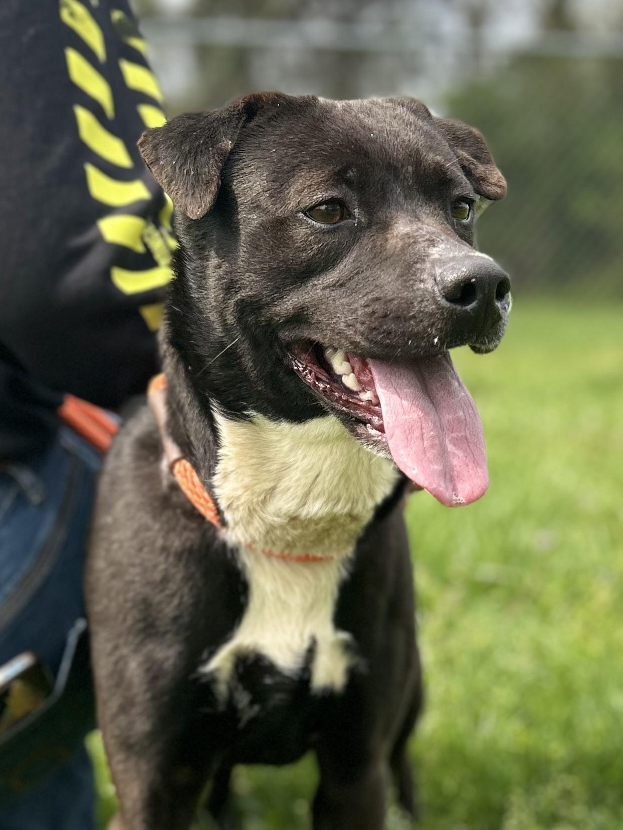 Enlarge Mocha, a ADOPTABLE Mixed Breed in Franklin, KY image 5/6