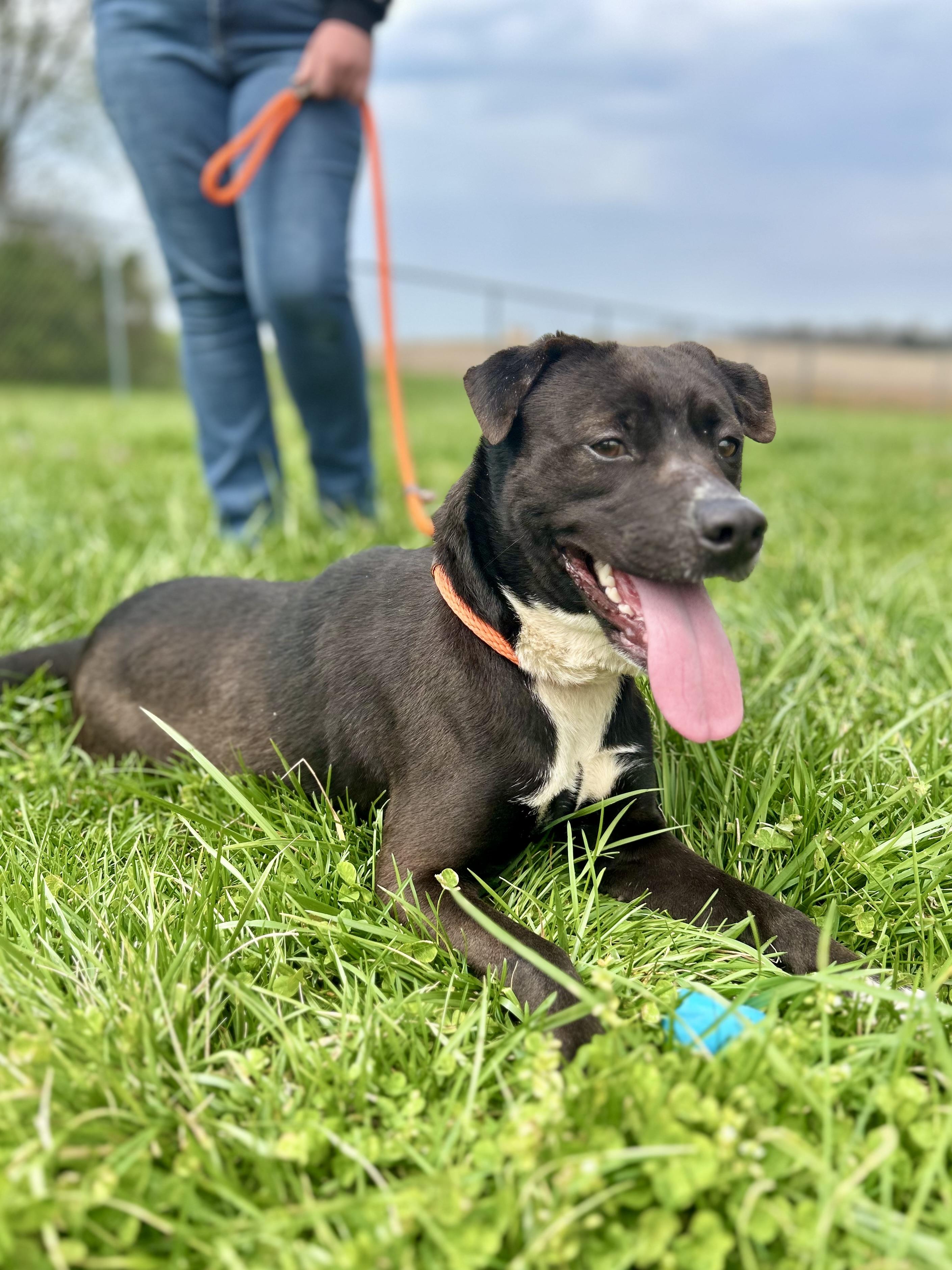 Enlarge Mocha, a ADOPTABLE Mixed Breed in Franklin, KY image 6/6