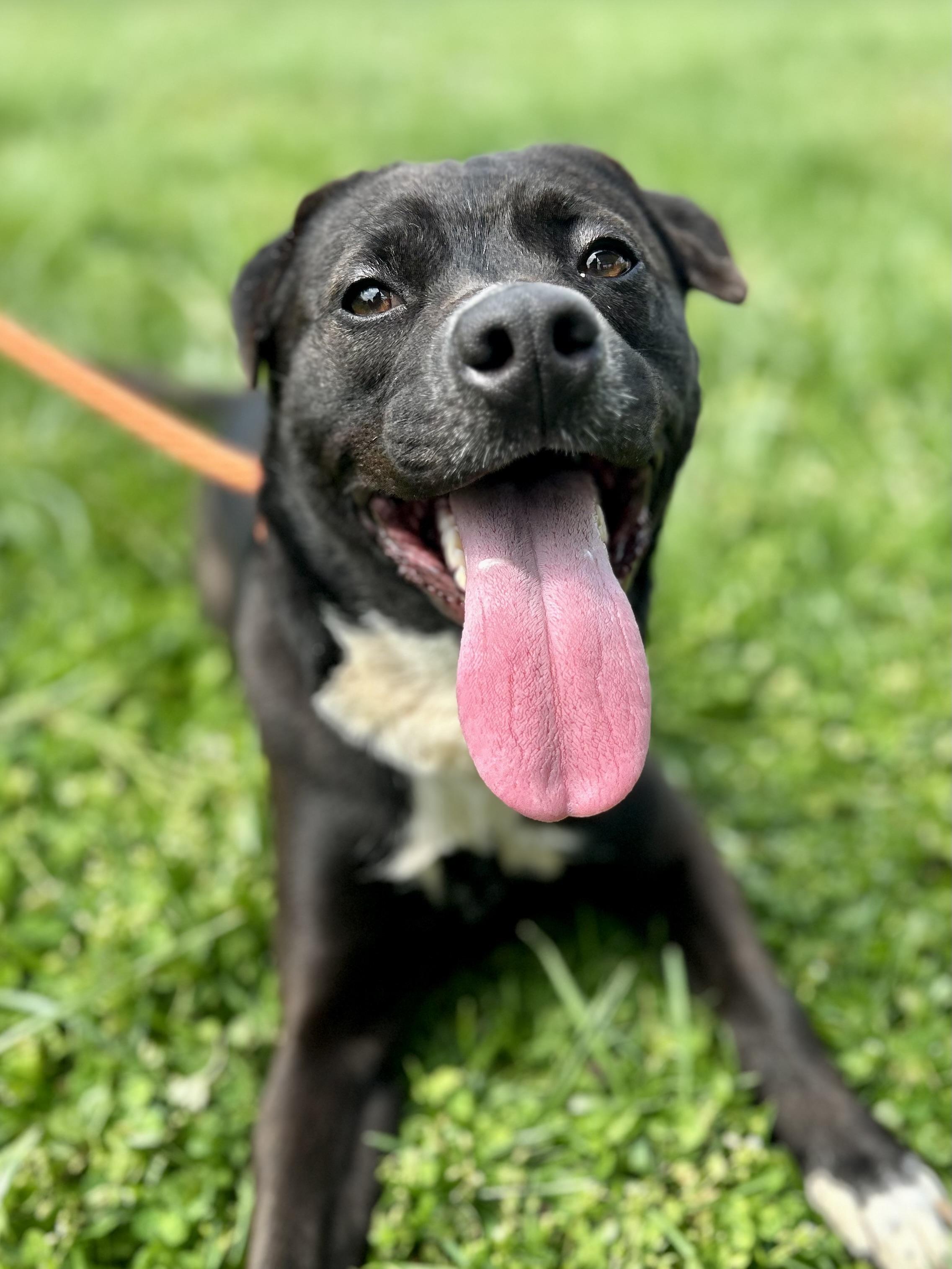 Enlarge Mocha, a ADOPTABLE Mixed Breed in Franklin, KY image 1/6