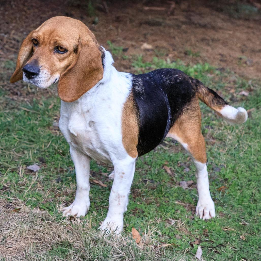 Rose — thumbnail 2