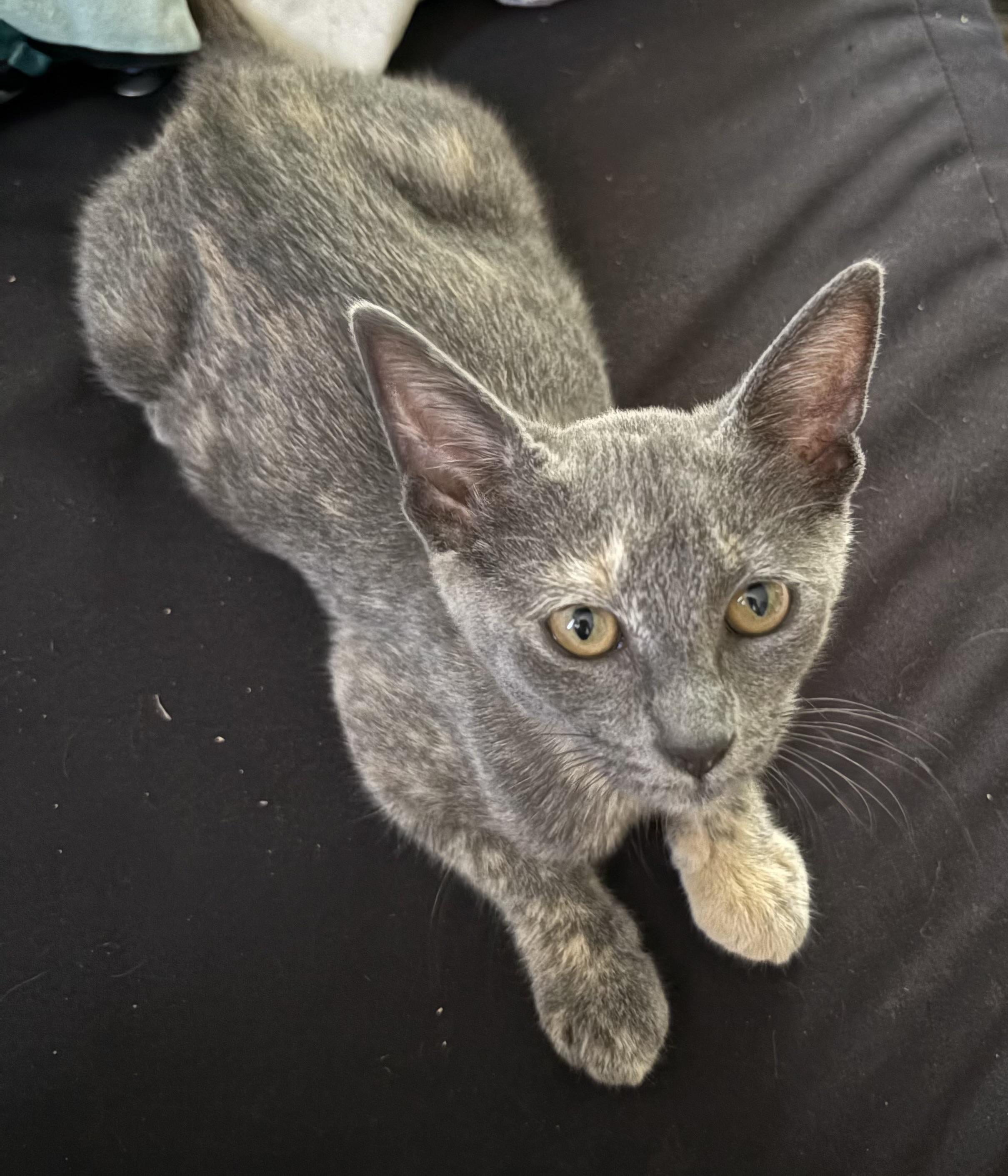 Enlarge Itten, a Adoptable Domestic Short Hair in Aibonito, PR image 1/2