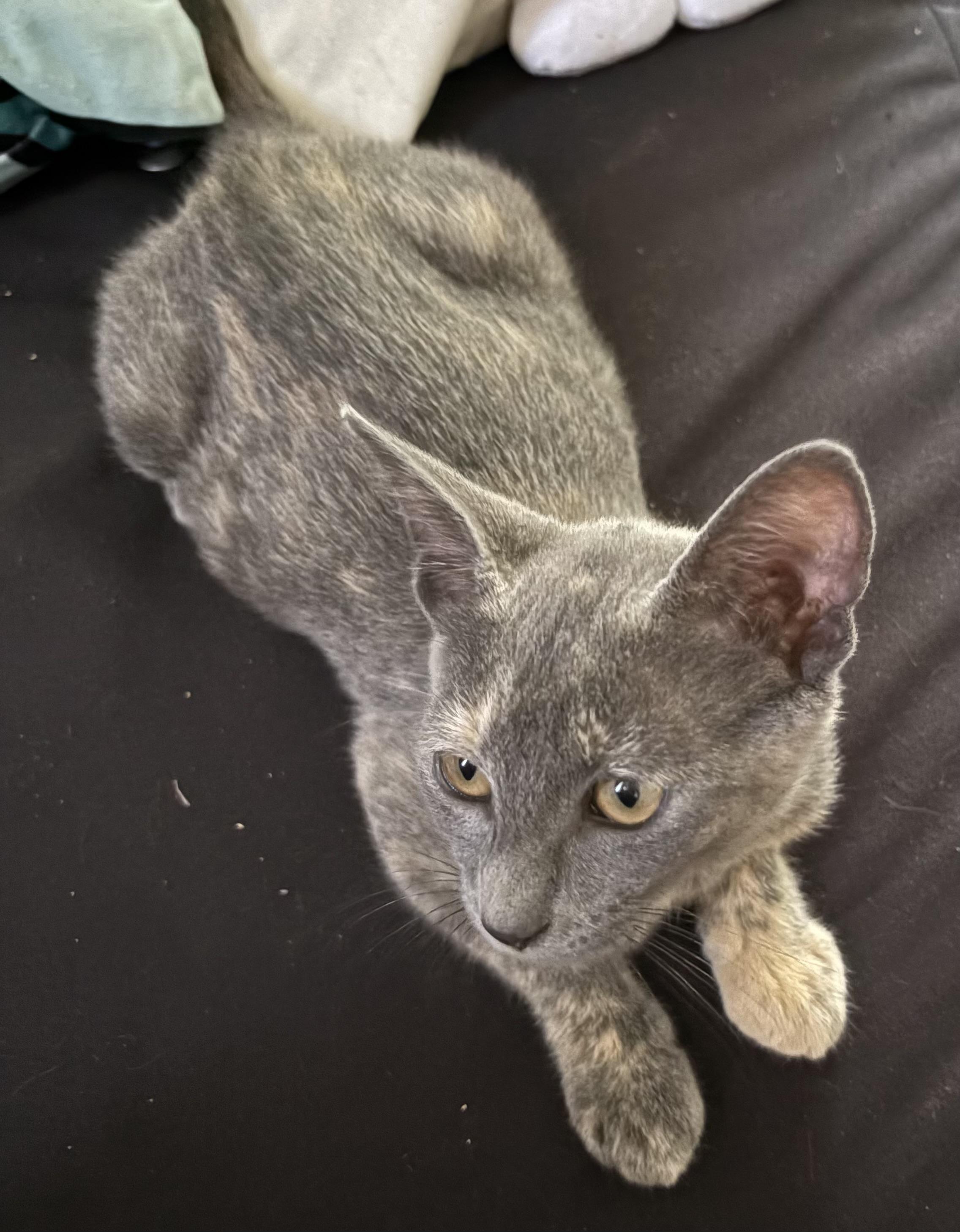 Enlarge Itten, a Adoptable Domestic Short Hair in Aibonito, PR image 2/2