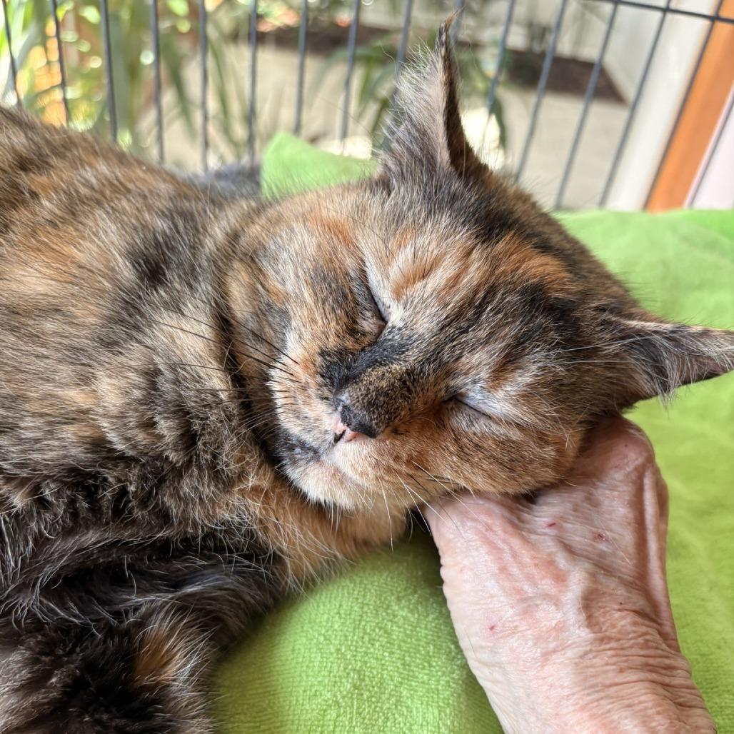 Enlarge Eevee, a Adoptable Domestic Medium Hair in Waldorf, MD image 1/6