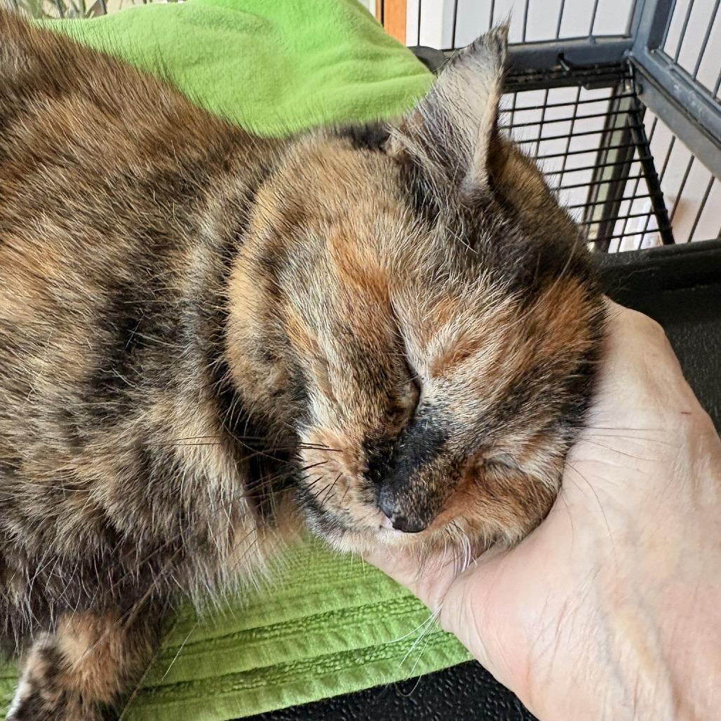Enlarge Eevee, a Adoptable Domestic Medium Hair in Waldorf, MD image 3/6