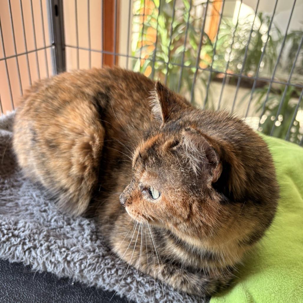 Enlarge Eevee, a Adoptable Domestic Medium Hair in Waldorf, MD image 4/6