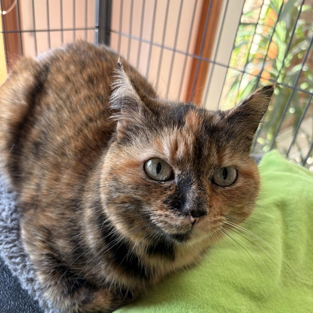 Enlarge Eevee, a Adoptable Domestic Medium Hair in Waldorf, MD image 5/6
