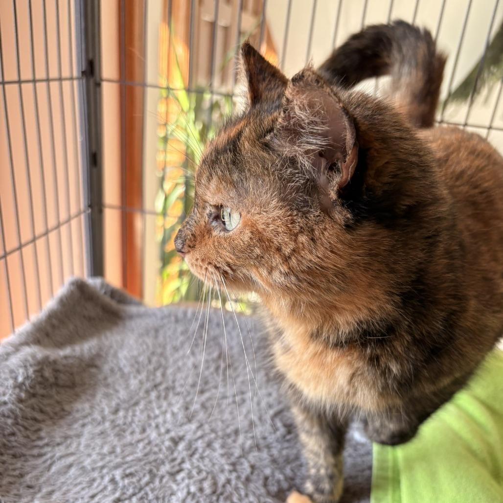 Enlarge Eevee, a Adoptable Domestic Medium Hair in Waldorf, MD image 6/6