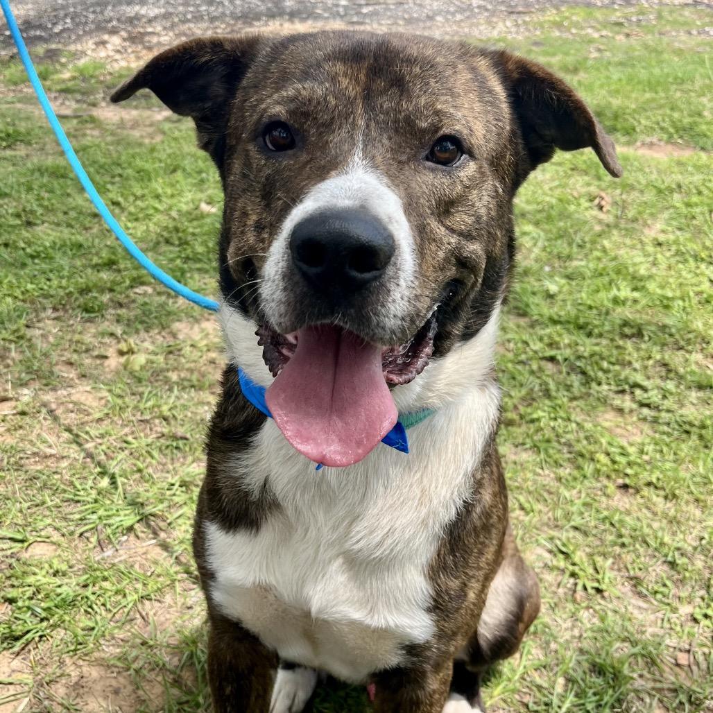 Griffin, a Adoptable mixed breed in Palestine, TX image 1/4
