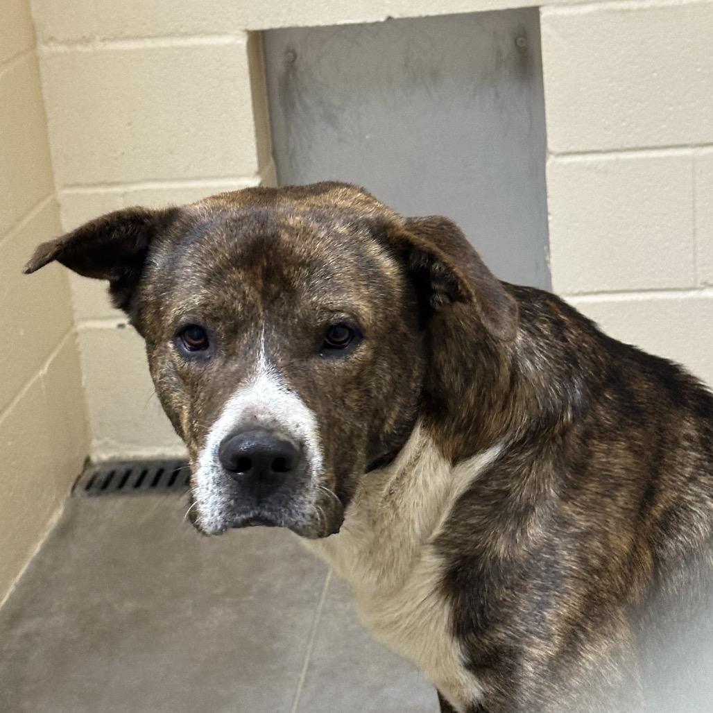 Griffin, a Adoptable mixed breed in Palestine, TX image 2/4