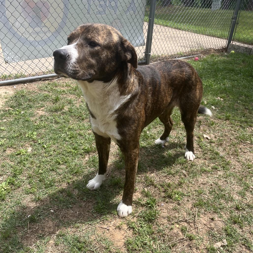 Griffin, a Adoptable mixed breed in Palestine, TX image 3/4