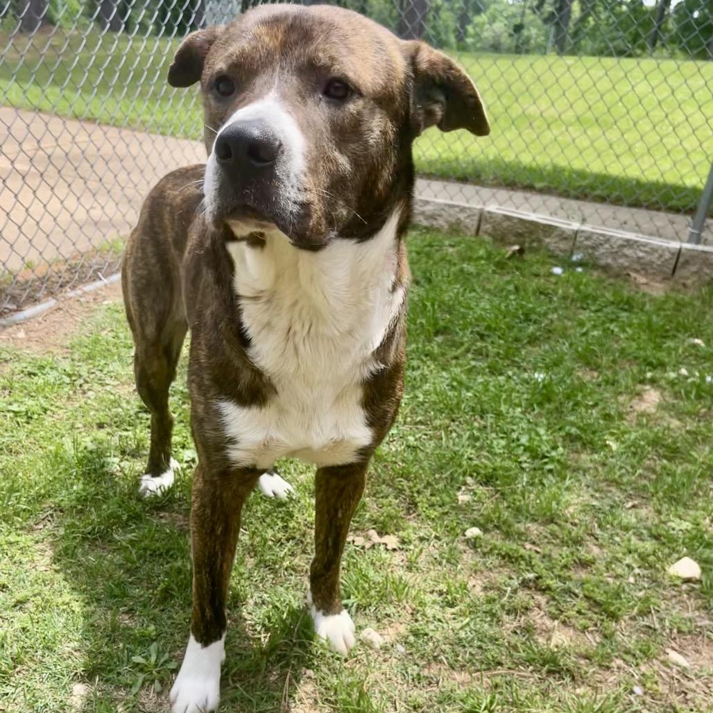 Griffin, a Adoptable mixed breed in Palestine, TX image 4/4